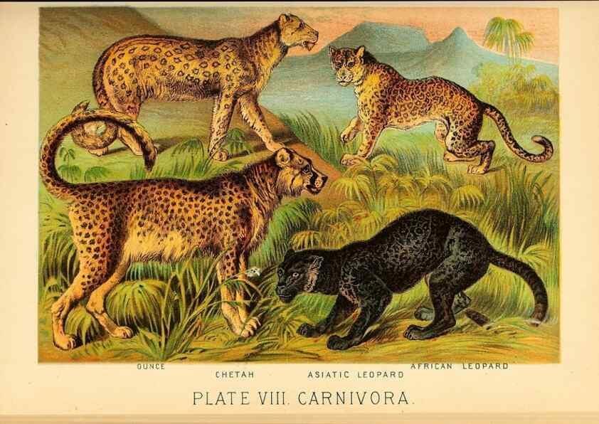 Reproducción/Reproduction 7268630318: Johnson's household book of nature,. New York,H.J.Johnson,[1880]