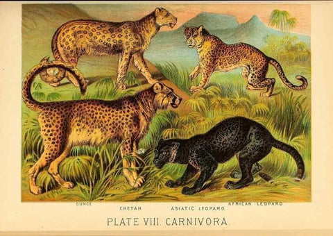 Reproducción/Reproduction 7268630318: Johnson's household book of nature,. New York,H.J.Johnson,[1880]