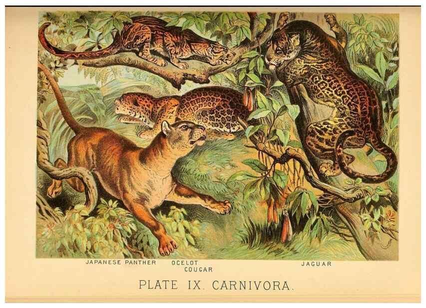 Reproducción/Reproduction 7268632034: Johnson's household book of nature,. New York,H.J.Johnson,[1880]