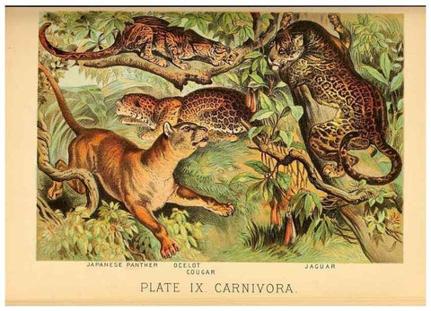 Reproducción/Reproduction 7268632034: Johnson's household book of nature,. New York,H.J.Johnson,[1880]