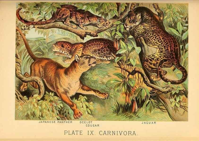 Reproducción/Reproduction 7268632034: Johnson's household book of nature,. New York,H.J.Johnson,[1880]