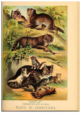 Reproducción/Reproduction 7268633446: Johnson's household book of nature,. New York,H.J.Johnson,[1880]