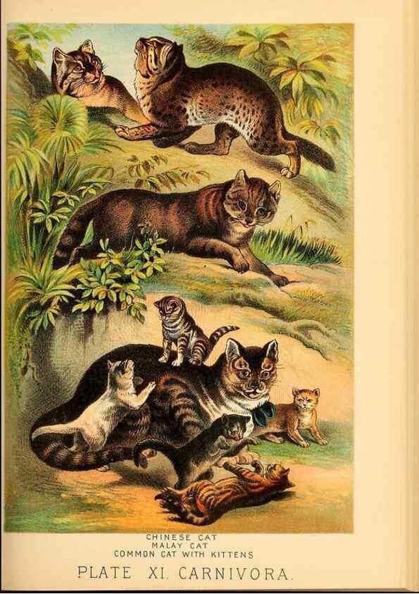 Reproducción/Reproduction 7268633446: Johnson's household book of nature,. New York,H.J.Johnson,[1880]