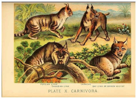 Reproducción/Reproduction 7268634726: Johnson's household book of nature,. New York,H.J.Johnson,[1880]