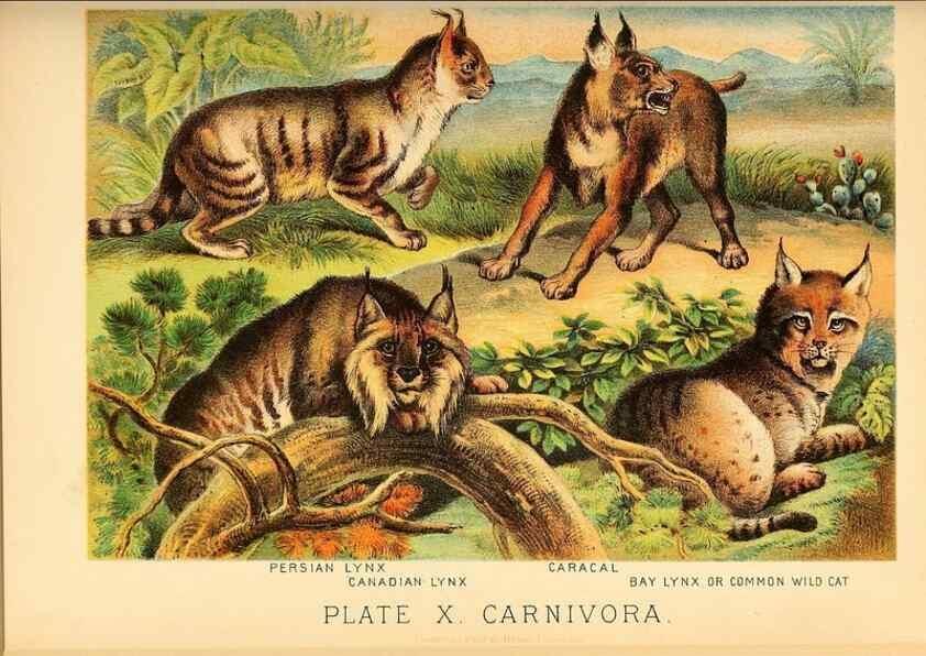 Reproducción/Reproduction 7268634726: Johnson's household book of nature,. New York,H.J.Johnson,[1880]