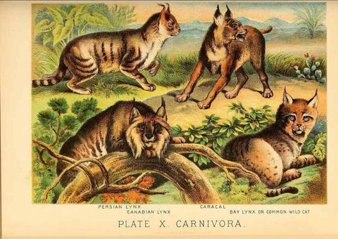 Reproducción/Reproduction 7268634726: Johnson's household book of nature,. New York,H.J.Johnson,[1880]