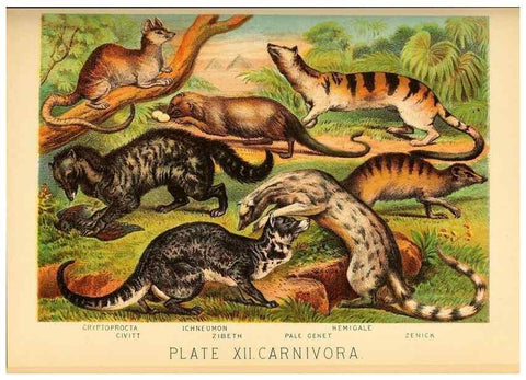 Reproducción/Reproduction 7268635822: Johnson's household book of nature,. New York,H.J.Johnson,[1880]