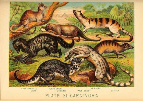 Reproducción/Reproduction 7268635822: Johnson's household book of nature,. New York,H.J.Johnson,[1880]