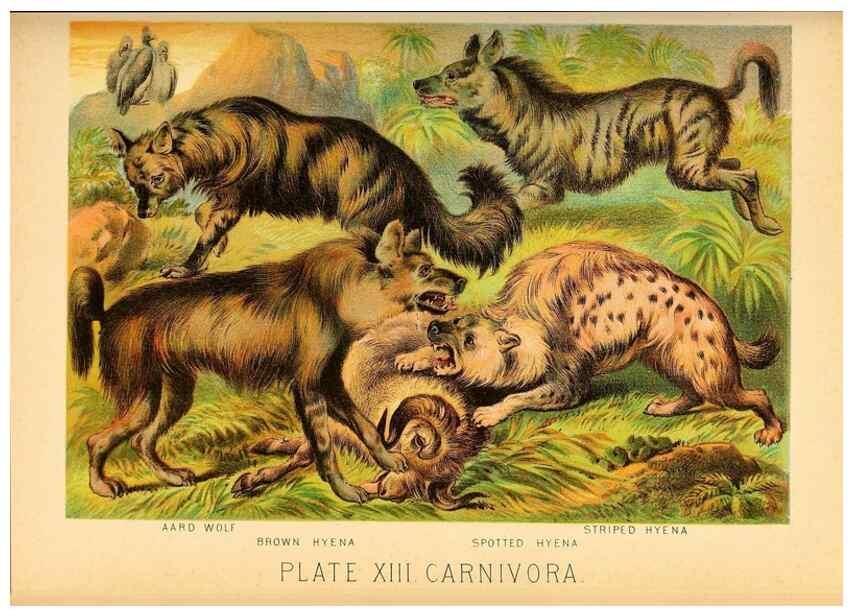 Reproducción/Reproduction 7268636902: Johnson's household book of nature,. New York,H.J.Johnson,[1880]