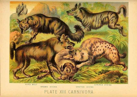 Reproducción/Reproduction 7268636902: Johnson's household book of nature,. New York,H.J.Johnson,[1880]