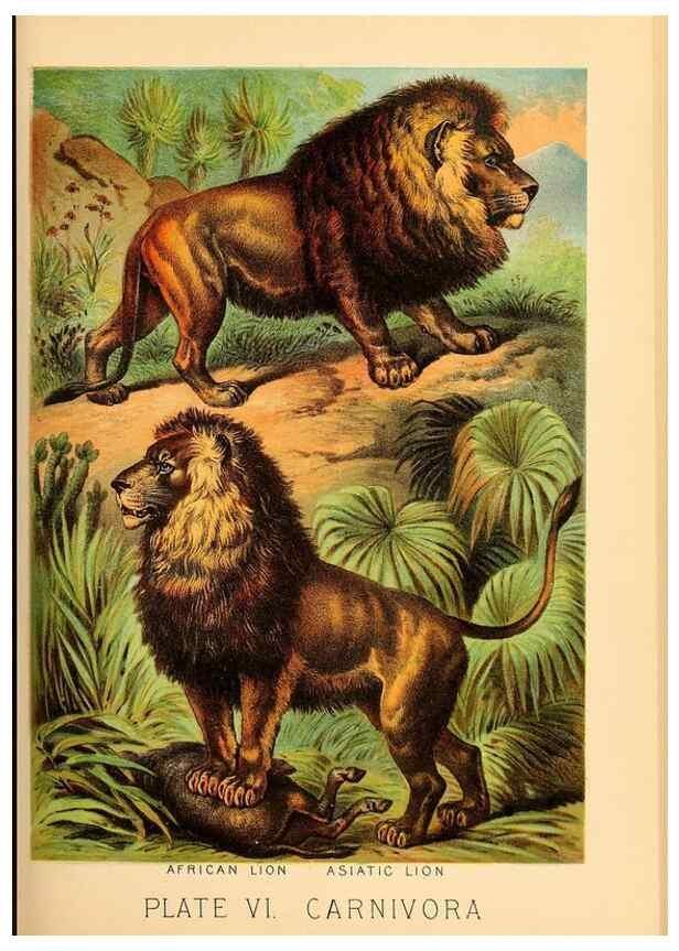 Reproducción/Reproduction 7268628084: Johnson's household book of nature,. New York,H.J.Johnson,[1880]