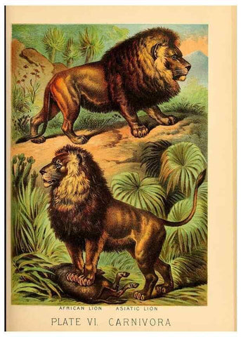Reproducción/Reproduction 7268628084: Johnson's household book of nature,. New York,H.J.Johnson,[1880]