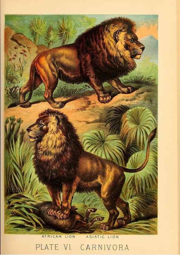Reproducción/Reproduction 7268628084: Johnson's household book of nature,. New York,H.J.Johnson,[1880]