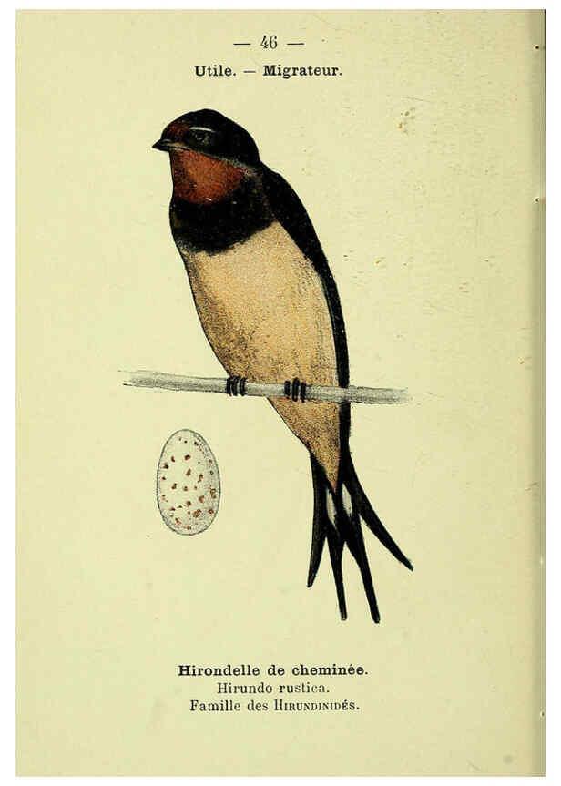 Reproducción/Reproduction 6388892349: Atlas de poche des oiseaux de France, Suisse, et Belgique, utiles ou nuisibles. ser.1 Paris :Librairie des sciences naturelles P. Klincksieck,1898- 
