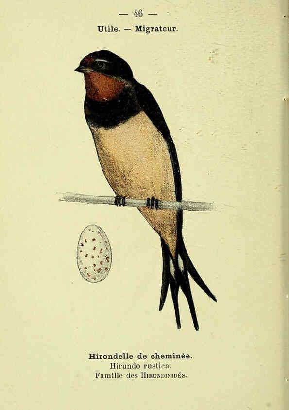 Reproducción/Reproduction 6388892349: Atlas de poche des oiseaux de France, Suisse, et Belgique, utiles ou nuisibles. ser.1 Paris :Librairie des sciences naturelles P. Klincksieck,1898- 
