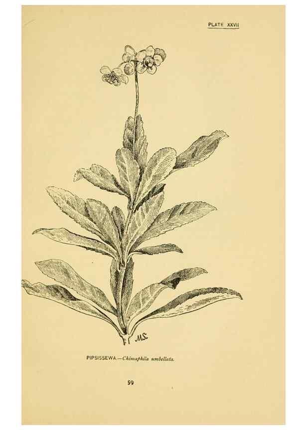 Reproducción/Reproduction 7248317548: How to know the wild flowers :. New York :Scribner's,1893.