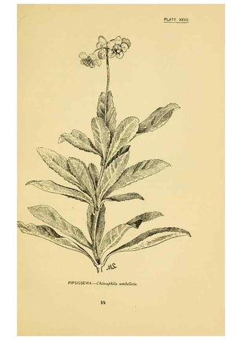 Reproducción/Reproduction 7248317548: How to know the wild flowers :. New York :Scribner's,1893.