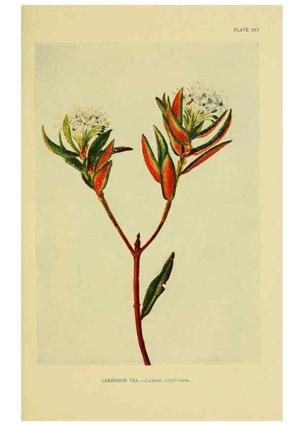 Reproducción/Reproduction 7248316614: How to know the wild flowers :. New York :Scribner's,1893.