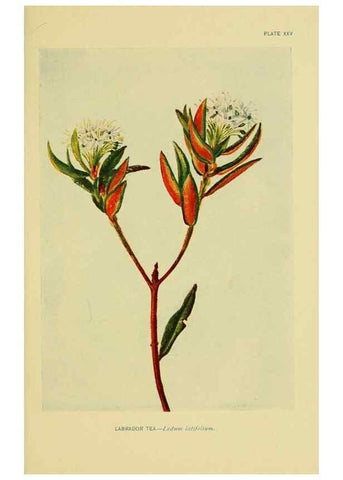 Reproducción/Reproduction 7248316614: How to know the wild flowers :. New York :Scribner's,1893.
