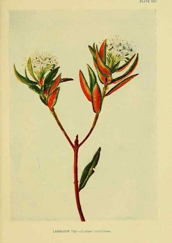 Reproducción/Reproduction 7248316614: How to know the wild flowers :. New York :Scribner's,1893.