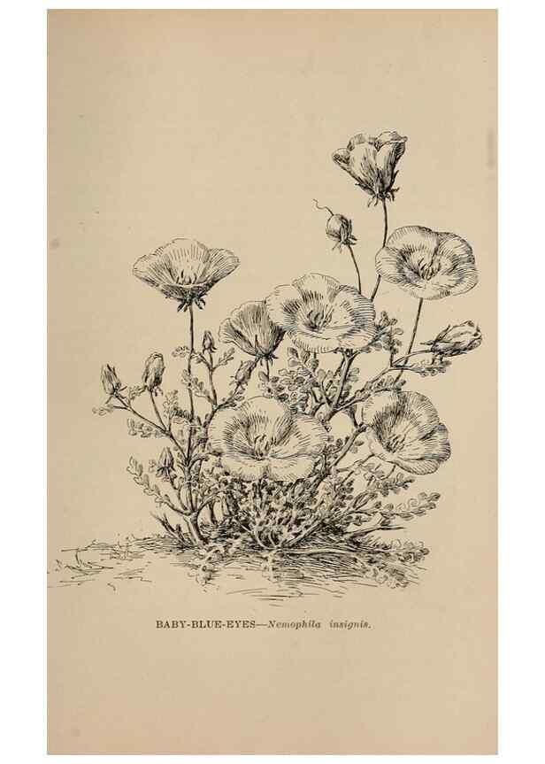 Reproducción/Reproduction 7176848096: The wild flowers of California;. San Francisco,Payot, Upham, & company,1902.