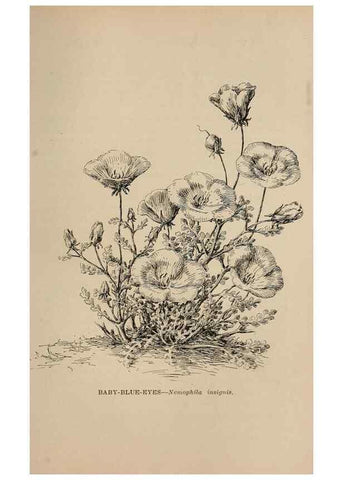 Reproducción/Reproduction 7176848096: The wild flowers of California;. San Francisco,Payot, Upham, & company,1902.