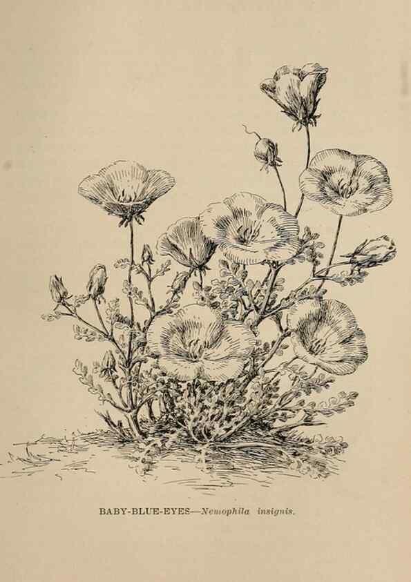 Reproducción/Reproduction 7176848096: The wild flowers of California;. San Francisco,Payot, Upham, & company,1902.