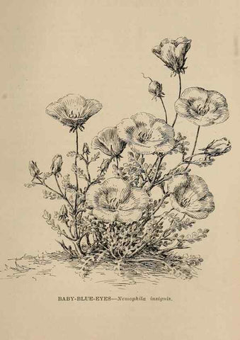 Reproducción/Reproduction 7176848096: The wild flowers of California;. San Francisco,Payot, Upham, & company,1902.