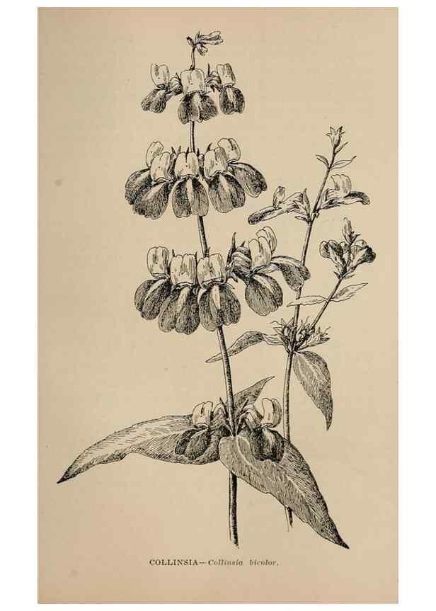 Reproducción/Reproduction 7176849754: The wild flowers of California;. San Francisco,Payot, Upham, & company,1902.
