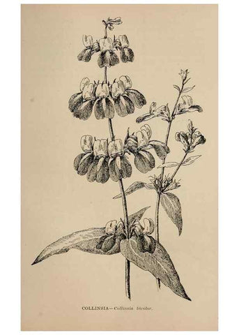 Reproducción/Reproduction 7176849754: The wild flowers of California;. San Francisco,Payot, Upham, & company,1902.