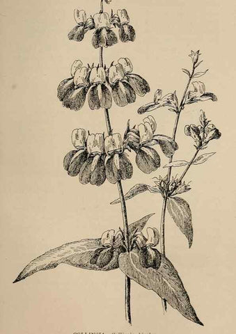 Reproducción/Reproduction 7176849754: The wild flowers of California;. San Francisco,Payot, Upham, & company,1902.