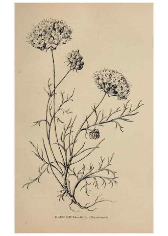 Reproducción/Reproduction 7176851234: The wild flowers of California;. San Francisco,Payot, Upham, & company,1902.