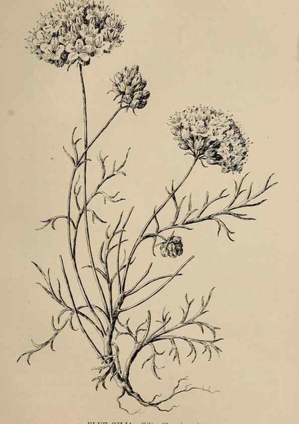 Reproducción/Reproduction 7176851234: The wild flowers of California;. San Francisco,Payot, Upham, & company,1902.