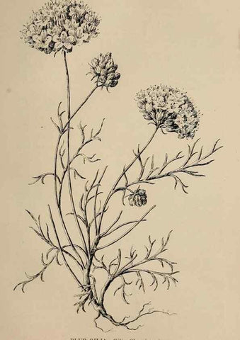 Reproducción/Reproduction 7176851234: The wild flowers of California;. San Francisco,Payot, Upham, & company,1902.