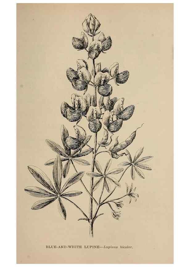 Reproducción/Reproduction 7176854094: The wild flowers of California;. San Francisco,Payot, Upham, & company,1902.