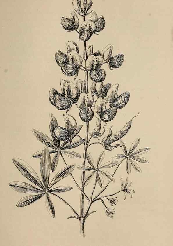 Reproducción/Reproduction 7176854094: The wild flowers of California;. San Francisco,Payot, Upham, & company,1902.