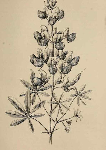 Reproducción/Reproduction 7176854094: The wild flowers of California;. San Francisco,Payot, Upham, & company,1902.