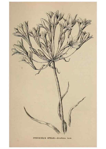 Reproducción/Reproduction 7176855520: The wild flowers of California;. San Francisco,Payot, Upham, & company,1902.