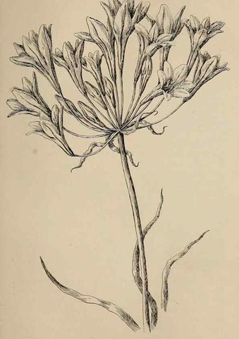 Reproducción/Reproduction 7176855520: The wild flowers of California;. San Francisco,Payot, Upham, & company,1902.
