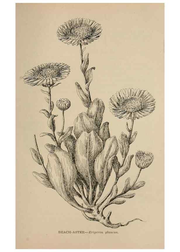 Reproducción/Reproduction 7176857366: The wild flowers of California;. San Francisco,Payot, Upham, & company,1902.