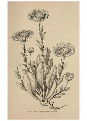 Reproducción/Reproduction 7176857366: The wild flowers of California;. San Francisco,Payot, Upham, & company,1902.