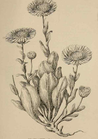 Reproducción/Reproduction 7176857366: The wild flowers of California;. San Francisco,Payot, Upham, & company,1902.