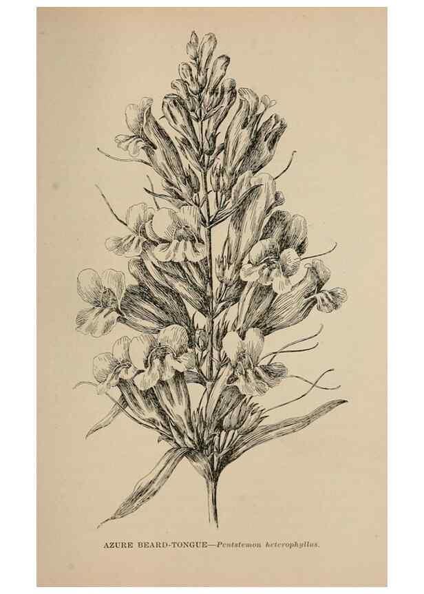 Reproducción/Reproduction 7176858810: The wild flowers of California;. San Francisco,Payot, Upham, & company,1902.