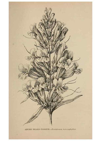 Reproducción/Reproduction 7176858810: The wild flowers of California;. San Francisco,Payot, Upham, & company,1902.