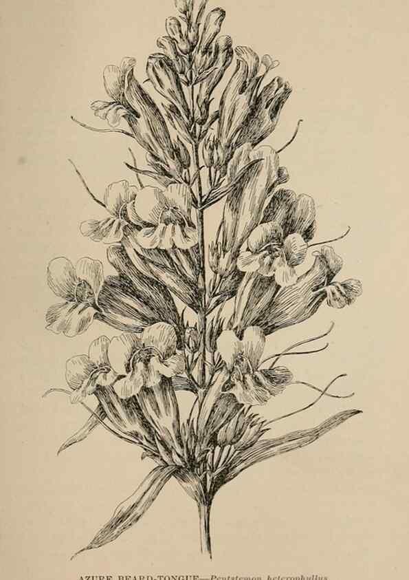 Reproducción/Reproduction 7176858810: The wild flowers of California;. San Francisco,Payot, Upham, & company,1902.