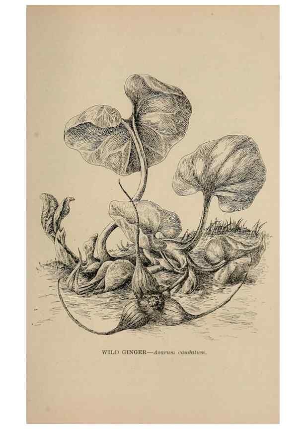 Reproducción/Reproduction 7176860360: The wild flowers of California;. San Francisco,Payot, Upham, & company,1902.