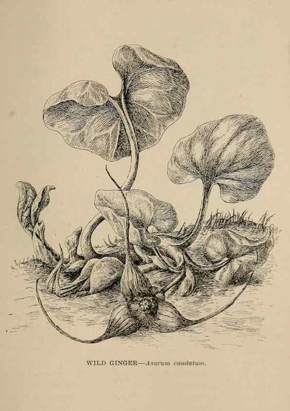 Reproducción/Reproduction 7176860360: The wild flowers of California;. San Francisco,Payot, Upham, & company,1902.