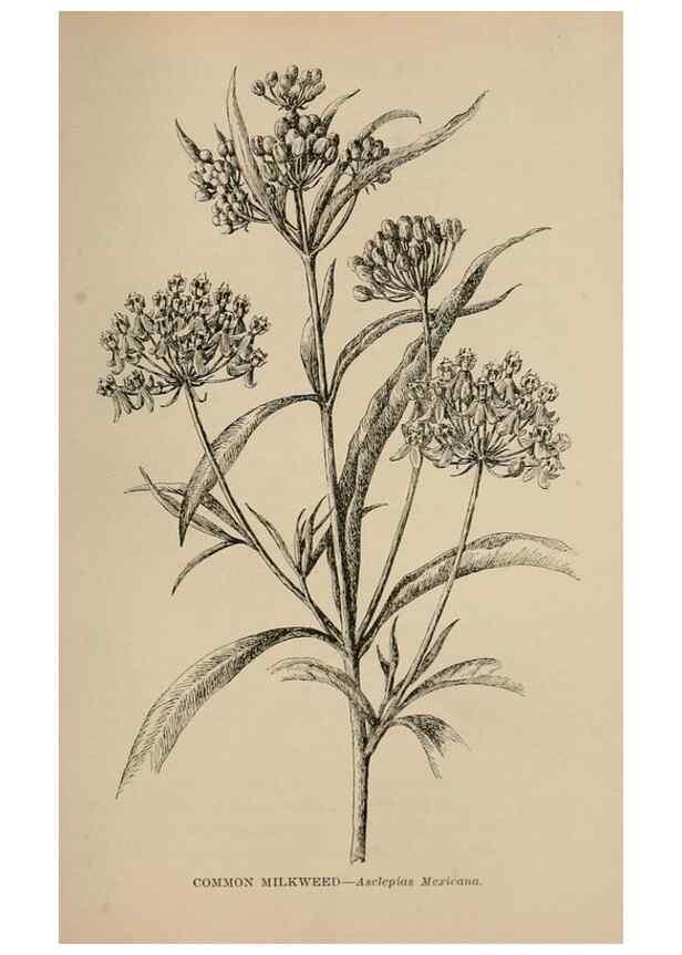 Reproducción/Reproduction 7176861558: The wild flowers of California;. San Francisco,Payot, Upham, & company,1902.