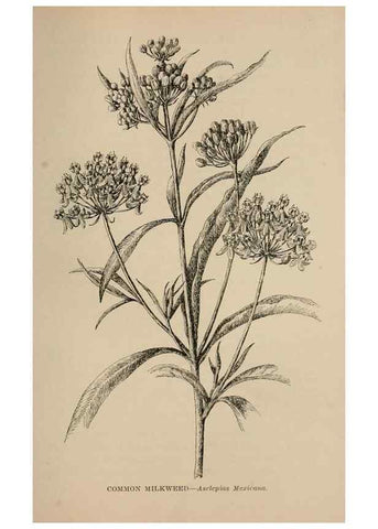 Reproducción/Reproduction 7176861558: The wild flowers of California;. San Francisco,Payot, Upham, & company,1902.