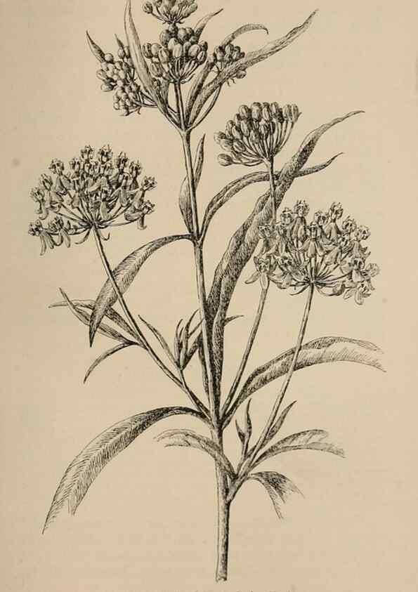 Reproducción/Reproduction 7176861558: The wild flowers of California;. San Francisco,Payot, Upham, & company,1902.